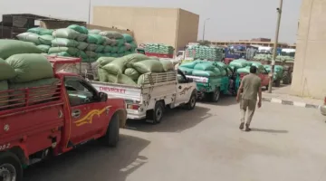 تزويد صوامع المنيا بـ 435 ألف طن من القمح منذ انطلاق موسم التوريد