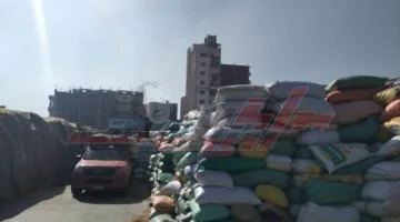 تسليم 202,589 طن و898 كيلوغرام من القمح المحلي في كفر الشيخ