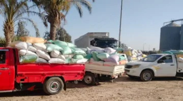 تسليم 261 ألف طن من القمح لمخازن وصوامع البحيرة