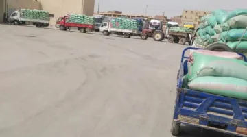تسليم 408 آلاف طن من القمح إلى صوامع وشون المنيا