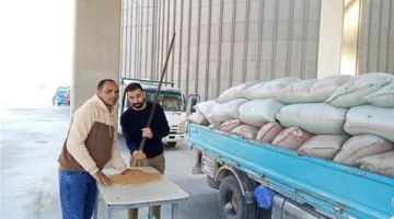 تسليم 484 ألف طن من القمح لمراكز التخزين في الشرقية حتى الآن.