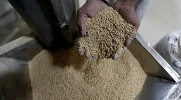 أسيوط تقوم بحملات تفتيشية شديدة: قمح ملوث ولحوم تالفة وسمن م adulterated.