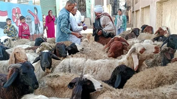 تعرف على أسعار الماشية والأغنام فى الدقهلية اليوم