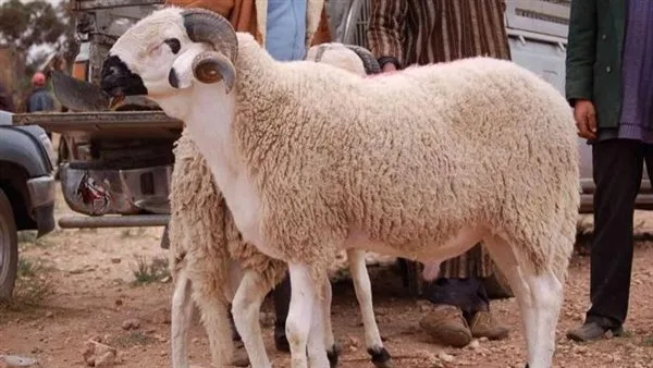 تعرف على تكلفة كيلوغرام من لحم الخروف البرقي في أسواق غرب الإسكندرية.