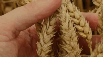 تفاصيل وفوائد “شهادات الأمان الثلاثية” من البنك الزراعي المصري