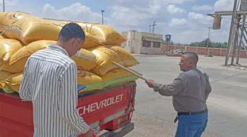 تقديم أكثر من 162 ألف طن من القمح إلى مضارب وصوامع البحيرة