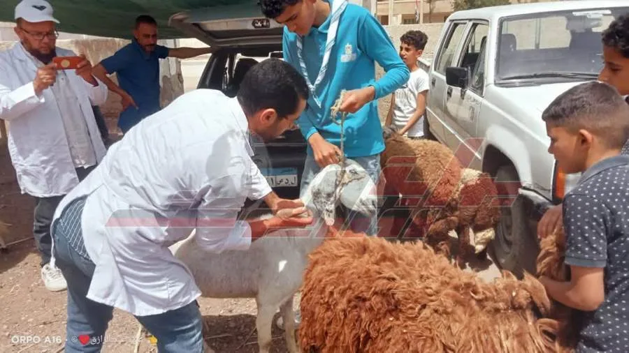 تقديم خدمات بيطرية بقرية أبو عليوة الشرقية تقديم خدمات بيطرية بقرية أبو عليوة الشرقية