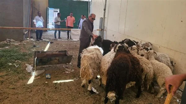 «تموين الأقصر» تعلن عن أسعار خراف الأضاحي الحية المستوردة (صور)