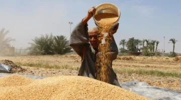 تنظيم عملية استلام وتوريد كميات القمح في موسم أسوان بمقدار 435,850 طنًا حتى الآن