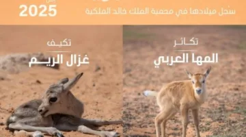 توثيق ولادة 74 حيوانًا بريًا في محمية الملك خالد الملكية حتى منتصف الربع الثاني من عام 2025