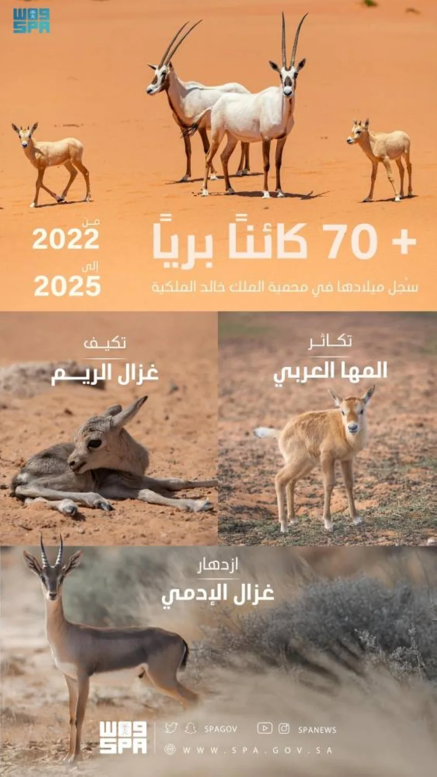 توثيق ولادة 74 حيوانًا بريًا في محمية الملك خالد الملكية حتى منتصف الربع الثاني من عام 2025 توثيق ولادة 74 حيوانًا بريًا في محمية الملك خالد الملكية حتى منتصف الربع الثاني من عام 2025