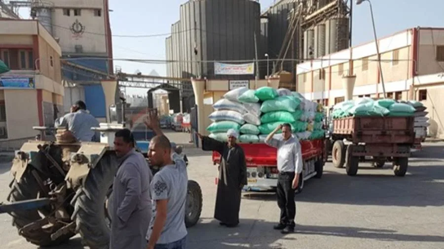 توريد 41 ألف طن قمح إلى شون وصوامع الغربية