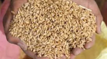 توصيل 118 ألف طن من القمح إلى المستودعات والصوامع في الغربية