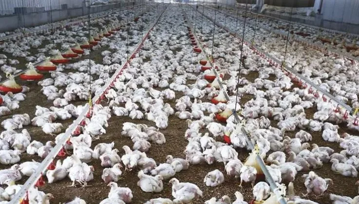 نائب رئيس اتحاد منتجي الدواجن يكرر تصريحه: فقدان ثلث الثروة الحيوانية بسبب الأمراض الوبائية نائب رئيس اتحاد منتجي الدواجن يكرر تصريحه: فقدان ثلث الثروة الحيوانية بسبب الأمراض الوبائية