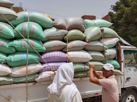 «ثمار الجهود».. استلام 344 ألف طن من القمح في صوامع وشون المنيا «ثمار الجهود».. استلام 344 ألف طن من القمح في صوامع وشون المنيا
