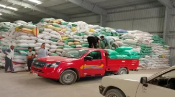 ثمار الخير: تسليم 221 ألف طن من القمح لمخازن وصوامع البحيرة