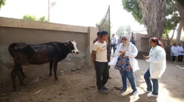 جامعة الفيوم: تقديم العلاج المجاني لـ 1045 حالة من الحيوانات الزراعية