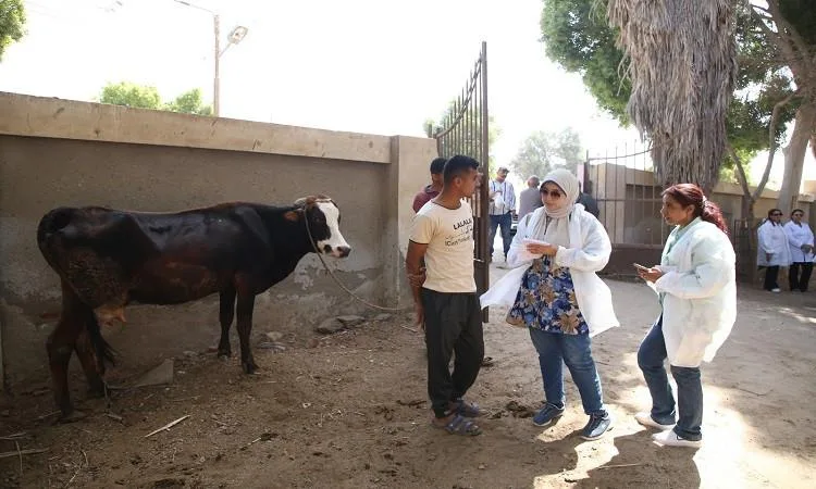 جامعة الفيوم: تقديم العلاج المجاني لـ 1045 حالة من الحيوانات الزراعية جامعة الفيوم: تقديم العلاج المجاني لـ 1045 حالة من الحيوانات الزراعية