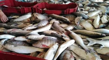 جهاز حماية وتنمية البحيرات والثروة السمكية يعقد احتفالية لتكريم مدير منطقة الحسينية في الشرقية
