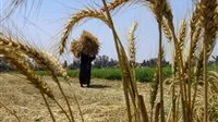 جهاز مستقبل مصر: نسعى للوصول إلى الاكتفاء الذاتي من القمح بحلول عام 2027