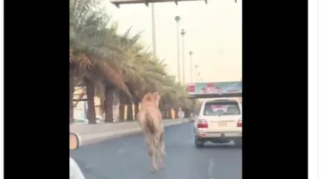 حادث مروري بسبب جمل هارب يتجول بين المركبات في السعودية | فيديو