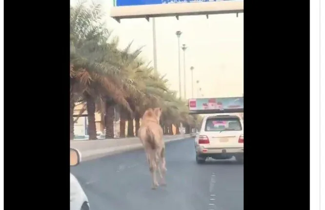 حادث مروري بسبب جمل هارب يتجول بين المركبات في السعودية | فيديو حادث مروري بسبب جمل هارب يتجول بين المركبات في السعودية | فيديو