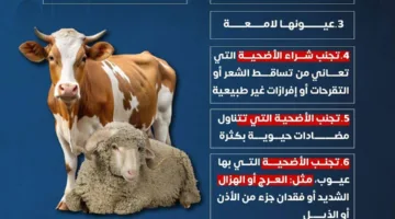 حتى لا تُخدع: كيف تختار أضحية العيد بعناية