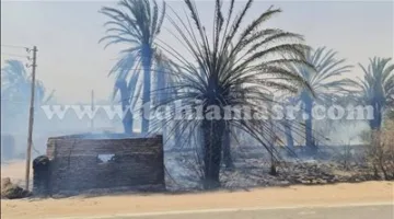 حريق ضخم يدمر محاصيل النخيل والفواكه في الوادي الجديد