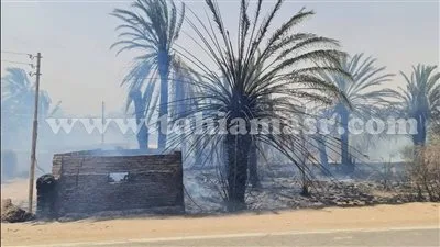 حريق ضخم يدمر محاصيل النخيل والفواكه في الوادي الجديد حريق ضخم يدمر محاصيل النخيل والفواكه في الوادي الجديد