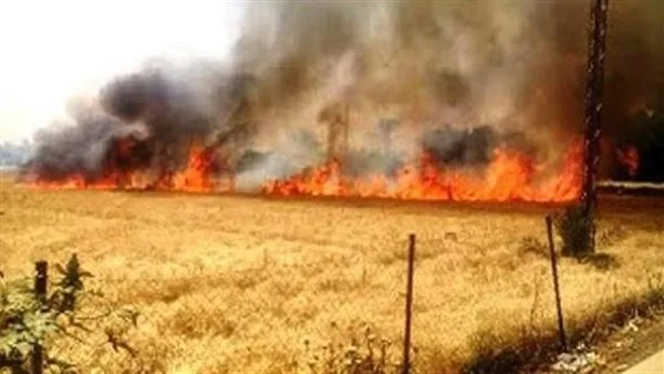 حريق يدمر 20 قيراطاً من القمح في المنيا.. والدفاع المدني يتدخل للسيطرة عليه حريق يدمر 20 قيراطاً من القمح في المنيا.. والدفاع المدني يتدخل للسيطرة عليه
