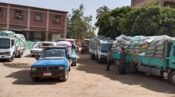 حسن المحصول.. 390 ألف طن من القمح وصلت إلى صوامع المنيا منذ بداية موسم 2025