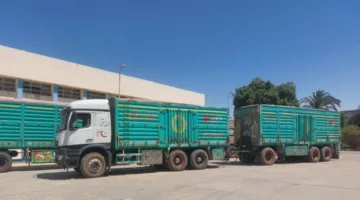 حصاد 188 ألف فدان وتوريد 147 ألف طن من القمح في أسيوط