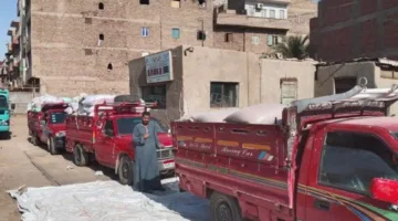 حصاد 2025: تخزين 375 ألف طن من القمح في صوامع المنيا