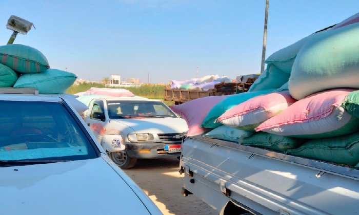 حصاد الخير.. توريد 46ألف طن قمح لشون وصوامع البحيرة