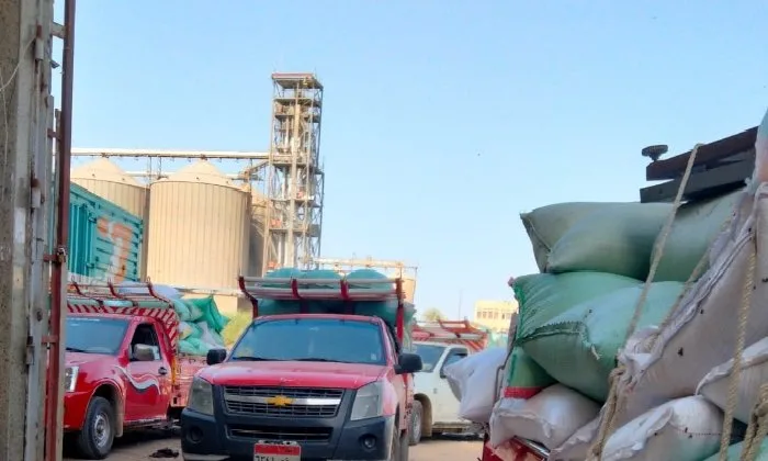 حصاد الخير.. شون وصوامع البحيرة تستقبل 85 ألفًا و415 طن قمح من المزارعين