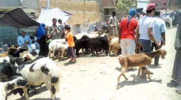 حظر منصات البيع في المدن