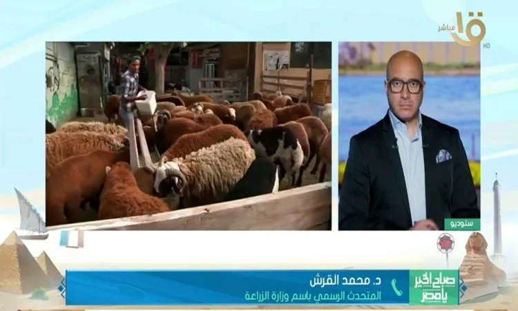 خبيرة في الصحة تقدم إرشادات لاختيار أضحية صحية ومتوافقة مع المعايير الشرعية خبيرة في الصحة تقدم إرشادات لاختيار أضحية صحية ومتوافقة مع المعايير الشرعية