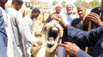 «دراو».. محطة عبور الإبل القادمة من السودان