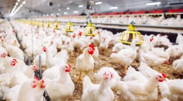 رئيس قسم الدواجن يوضح حقيقة فقدان 30% من إنتاج القطاع في مصر