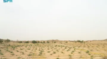 زراعة أكثر من 20 مليون شجرة في مدينة الرياض