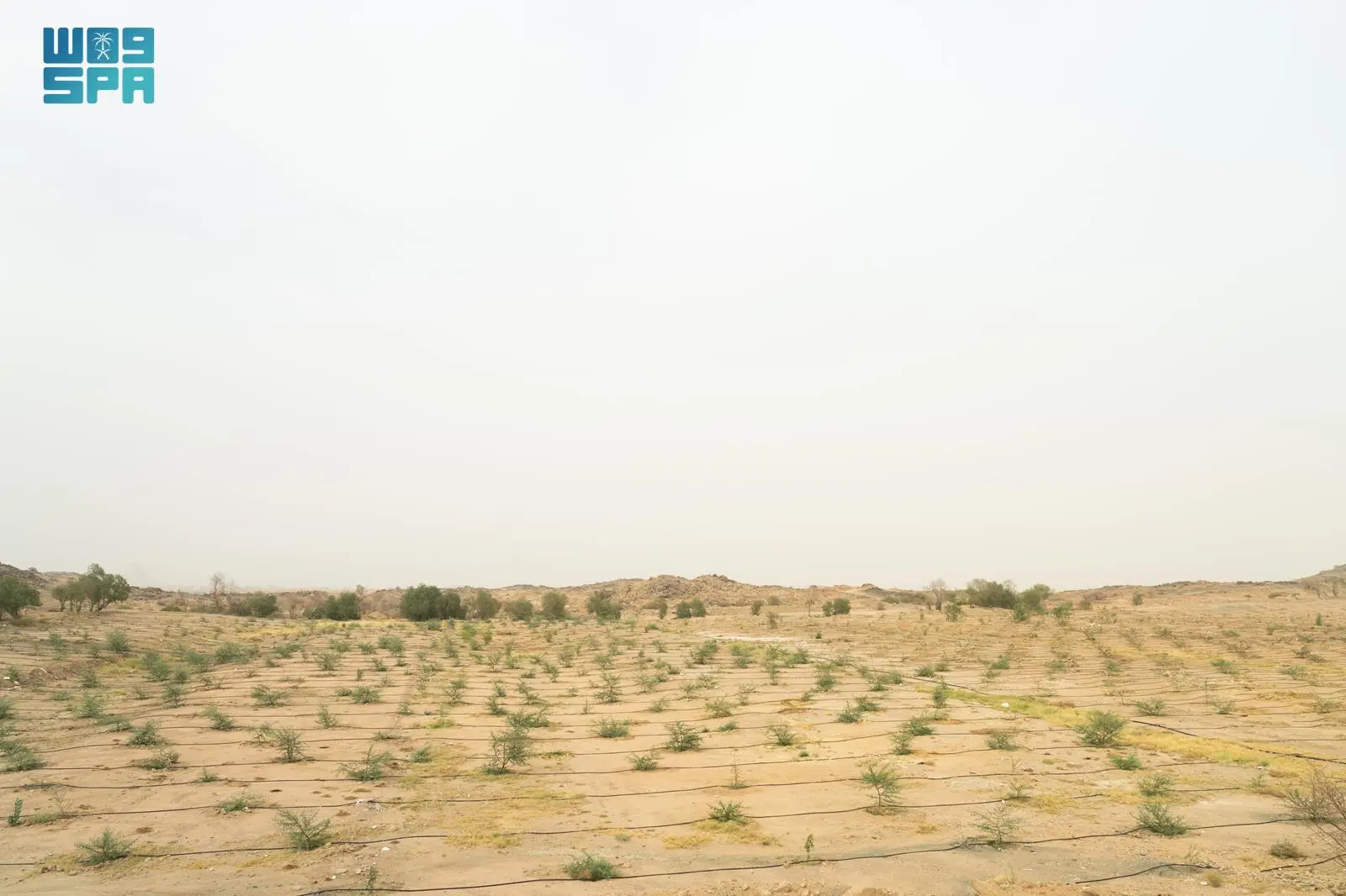 زراعة أكثر من 20 مليون شجرة في مدينة الرياض زراعة أكثر من 20 مليون شجرة في مدينة الرياض