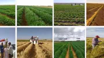 أكاديمية البحث العلمي: بدء المرحلة الثانية من مزرعة البحث النموذجية في المغرة