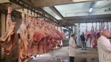 زيادة حالة الاستعداد القصوى لاستقبال عيد الأضحى في مجازر القاهرة