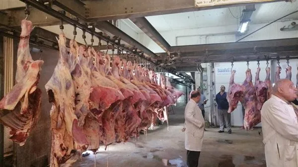 زيادة حالة الاستعداد القصوى لاستقبال عيد الأضحى في مجازر القاهرة زيادة حالة الاستعداد القصوى لاستقبال عيد الأضحى في مجازر القاهرة