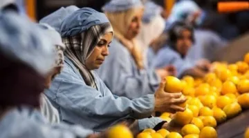 زيادة صادرات مصر الزراعية بنسبة 15% لتصل إلى 2.4 مليار دولار خلال 6 أشهر، والحمضيات في المقدمة.