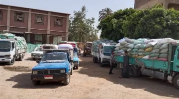 زيادة كمية توريد القمح في الإسماعيلية إلى 41 ألف و860 طناً
