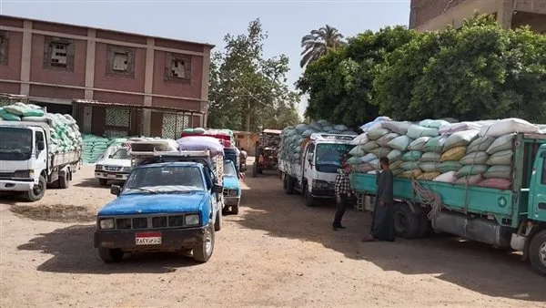 زيادة كمية توريد القمح في الإسماعيلية إلى 41 ألف و860 طناً زيادة كمية توريد القمح في الإسماعيلية إلى 41 ألف و860 طناً