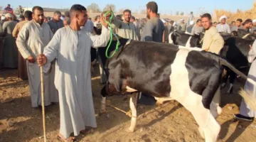 زيادة ملحوظة في إقبال المواطنين والمربين الصغار على أسواق بيع الماشية