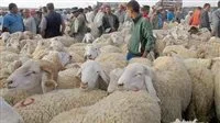 زيارة حالة الاستنفار القصوى في المجازر وتعليق الإجازات خلال أيام عيد الأضحى المبارك