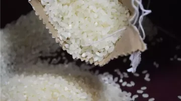 سعر طن الأرز الشعير في مصر اليوم الثلاثاء 27 مايو 2025